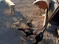 Chickens — รูปภาพ 1
