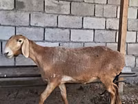 میش, Arashan sheep — عکس 4