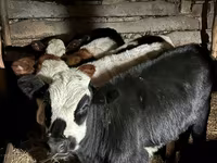 Toro, Bovini — foto 1