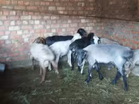 Cừu đực, Hissar sheep — ảnh 8