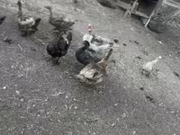 Ducks — 사진 2