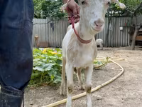 Коза, Saanen goat — снимка 2