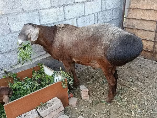 Ram, Hissar sheep — Kyrgyzstan