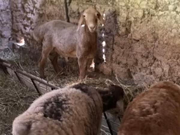 Ram, Arashan sheep — Kyrgyzstan