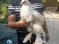 Chickens — عکس 2