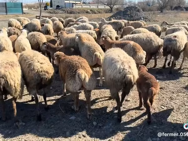 암양, 양