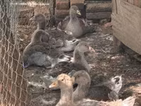 Geese — 1-сурет