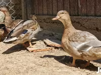 Ducks — zdjęcie 1