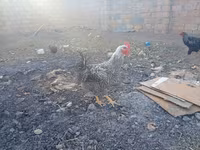 Chickens — 4 зураг