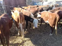 گاو ماده, گاو سفیدسر قزاقستانی — عکس 4