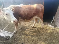 Ko, Simmental cattle — foto 2