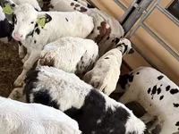 Ταύρος, Simmental cattle — φωτογραφία 2