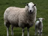 แกะตัวผู้, Dorper sheep — รูปภาพ 8