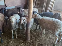 میش, گوسفند — عکس 4