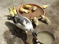 Ducks — լուսանկար 3