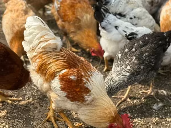 Chickens