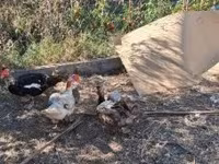 Ducks — sawirka 6