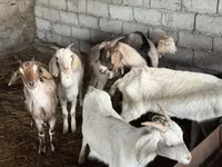 Taka, Nubian Goat — 2-rasm