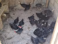 Australorp — foto 2