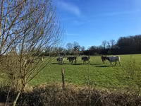 ወንድ በሬ, Aberdeen-Angus — ፎቶ 3