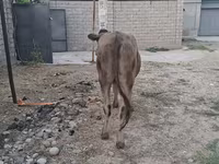 Lembu jantan, Cattle — foto 2