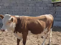 公牛, Swiss cattle — 照片 3