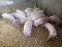 Scrofa, Крупная белая — foto 2