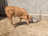 Крава, Swiss cattle — снимка 3