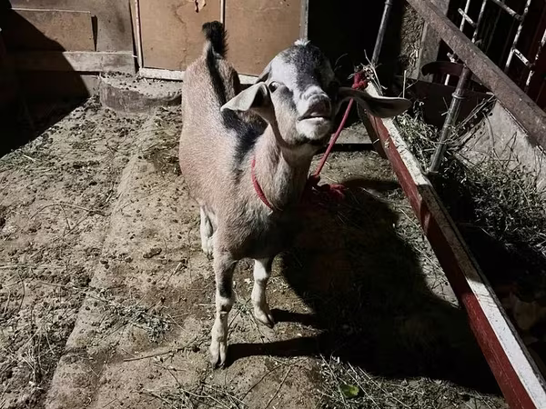 Billy Goat, Nubian Goat