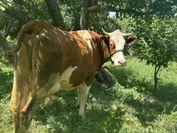 Krava, Simmental cattle — foto 1