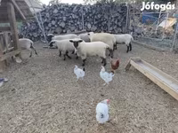 แกะตัวเมีย, German Blackheaded Mutton sheep — รูปภาพ 2