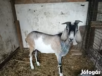 Kambing jantan, Nubian Goat — foto 2