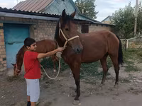 Էգ ձի, Thoroughbred horse — լուսանկար 7