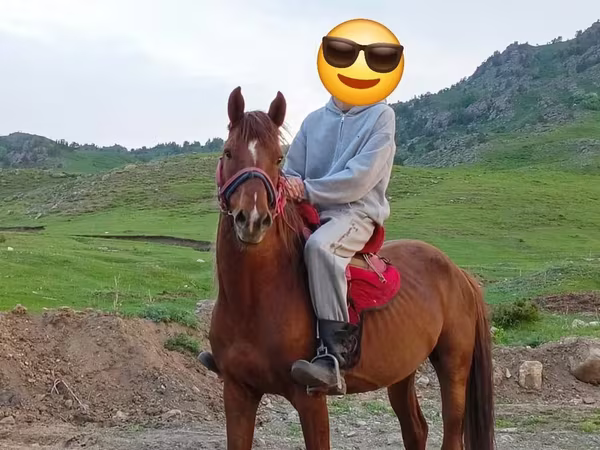 Aygır, Anglo-Arabian