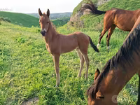 Kůň, Akhal-Teke — foto 1