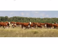 Vaca, Raza Holstein — foto 5