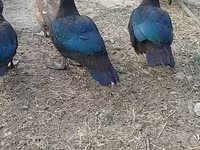 Ducks — foto 3