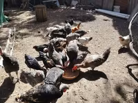 Chickens — foto 4