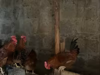 Chickens — รูปภาพ 2