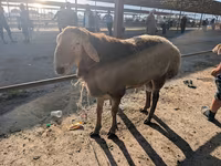 قوچ, گوسفند — عکس 2