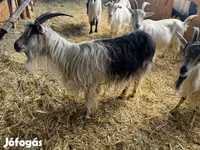 Koza, Kozy — foto 1