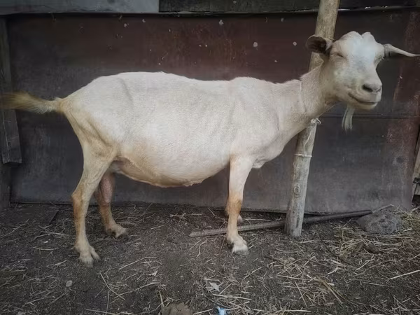 Kambing betina, Saanen goat