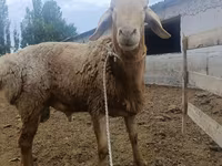 แกะตัวผู้, Arashan sheep — รูปภาพ 4