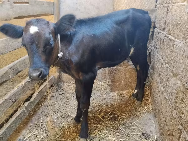 Krava, Aberdinska anguska