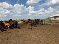 Cavalo, Horse breed — foto 2