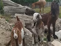 بز نر, Nubian Goat — عکس 1