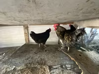 Chickens — zdjęcie 2