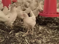 Chickens — foto 3