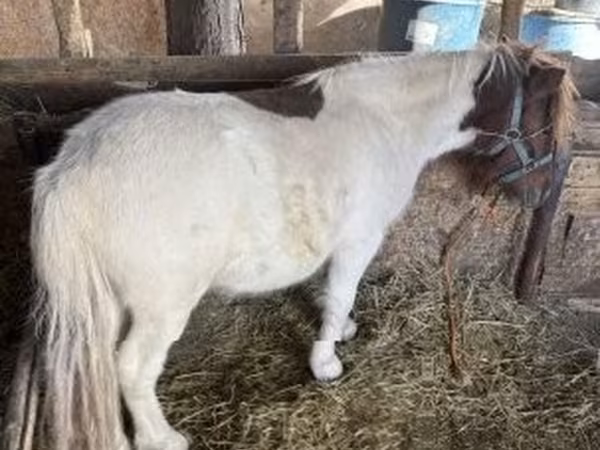 Cavallo, Cavalli