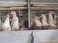 Chickens — 사진 2